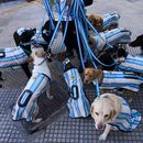 Nahuel Meneghini, paseador de perros, pasea a los perros vestido con camisetas de la selección argentina de fútbol en Buenos Aires, Argentina, el jueves 2 de julio de 2026. (Foto AP/Rodrigo Abd)