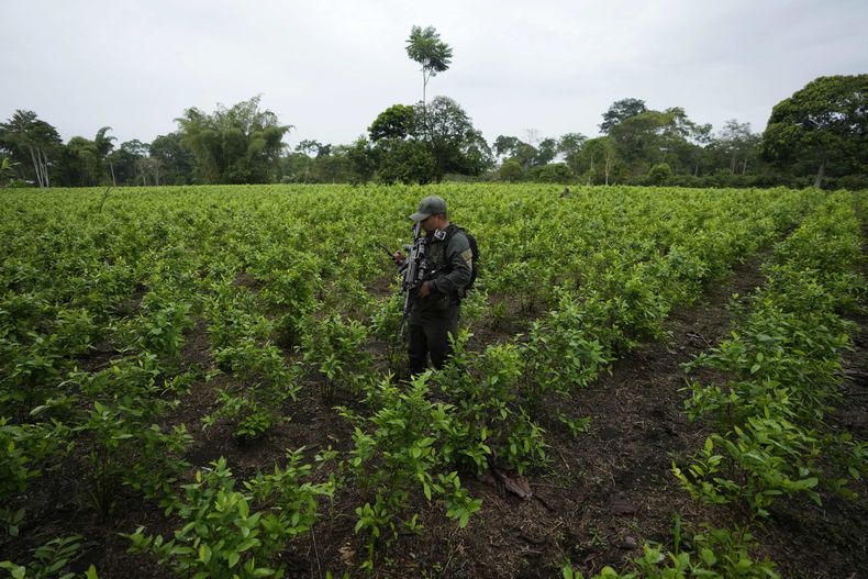 ARCHIVO - Un policía antinarcóticos camina por un campo de coca en La Hormiga, estado de Putumayo, Colombia, el 9 de abril de 2022. (AP Foto/Fernando Vergara, Archivo)