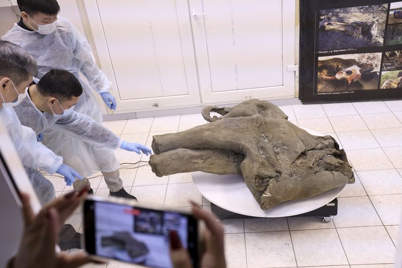 Foto suministrada por el Museo de Mamuts en la Universidad Federal del Nororiente de Rusia, el 23 de diciembre del 2024, que muestra a científicos con los restos preservados de un mamut de hace 50.000 años. (Michil Yakovlev, canal de Telegram, Museo de Mamuts en la Universidad Federal del Nororiente de Rusia via AP)