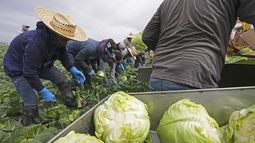Agricultores cosechan verduras en Holtville, California el 5 de marzo del 2025. (AP foto/Gregory Bull)