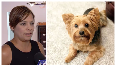 residentes de una casa del sw de miami estan desesperados tras el robo de su mascota