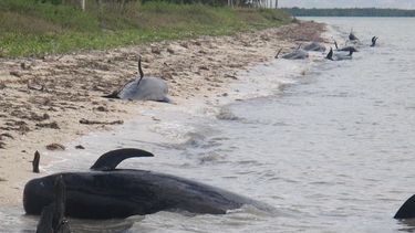 Luchan por salvar ballenas en los Everglades