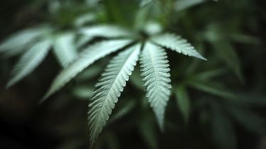 EEUU emite advertencia contra uso de marihuana