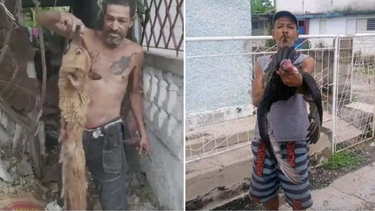 holguin: animalistas cubanos denuncian a un hombre por cazar perros y tinosas presuntamente para comer