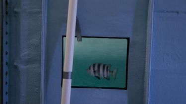 tsunami en japon envio bote con peces vivos a eeuu