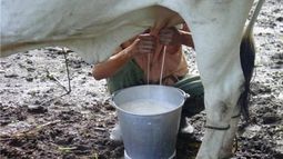 cae produccion de leche, huevos, boniato, malanga y maiz en cuba