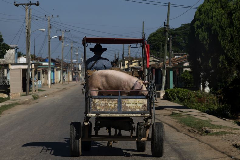 Un hombre conduce un carro tirado por caballos con su cerdo en San Nicolás, Cuba, el viernes 19 de mayo de 2023. (AP Foto/Ramón Espinosa)