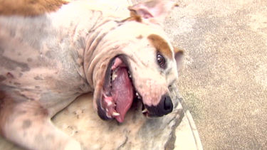 americateve | APARECEN PERROS.png