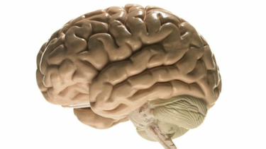por que la ciencia necesita con urgencia tu cerebro