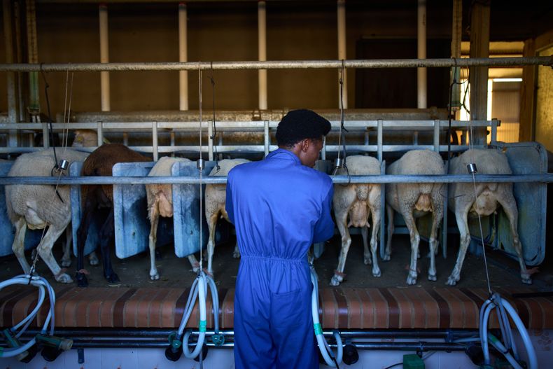 El pastor sudanés Osam Abdulmumen ordeña cabras en una finca en Los Cortijos, en el centro de España, el 7 de octubre de 2025. (AP Foto/Bernat Armangue)