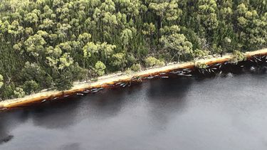 Rescatan a 88 de las ballenas varadas en Australia