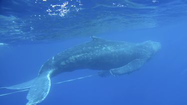 ARCHIVO - En esta imagen del 6 de marzo de 2019 proporcionada por el Santuario Nacional Marino de Ballenas Jorobadas Islas Hawaianas de NOAA, una ballena jorobada joven que fue liberada de equipo de pesca por personal entrenado cerca de Makena Beach, Hawai. Casi la mitad de las especies migratorias del mundo están en declive, según un nuevo reporte de Naciones Unidas publicado el lunes 12 de febrero de 2024. (Ed Lyman/Santuario Nacional Marino de Ballenas Jorobadas Islas Hawaianas de NOAA via AP, Archivo)