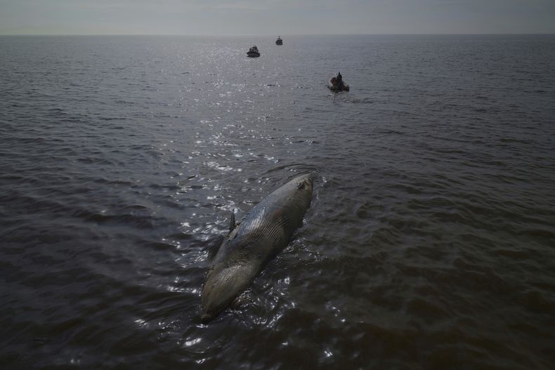 La policía marítima remolca una ballena muerta ante la costa de Buenos Aires, Argentina, el 15 de julio de 2025. Los investigadores estudian si el animal enfermó y fue arrastrado a la costa por las corrientes. (AP Foto/Victor R. Caivano)