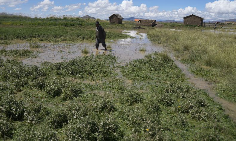 Cirilo de la Cruz avanza a través de un campo inundado, en el que había plantado patatas, cebollas y alfalfa, en Cota Cota Baja, cerca del lago Titicaca, Bolivia, el sábado 9 de de marzo de 2024. (AP Foto/Juan Karita)