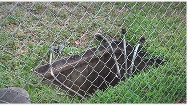 Roban cables en parque de Hialeah