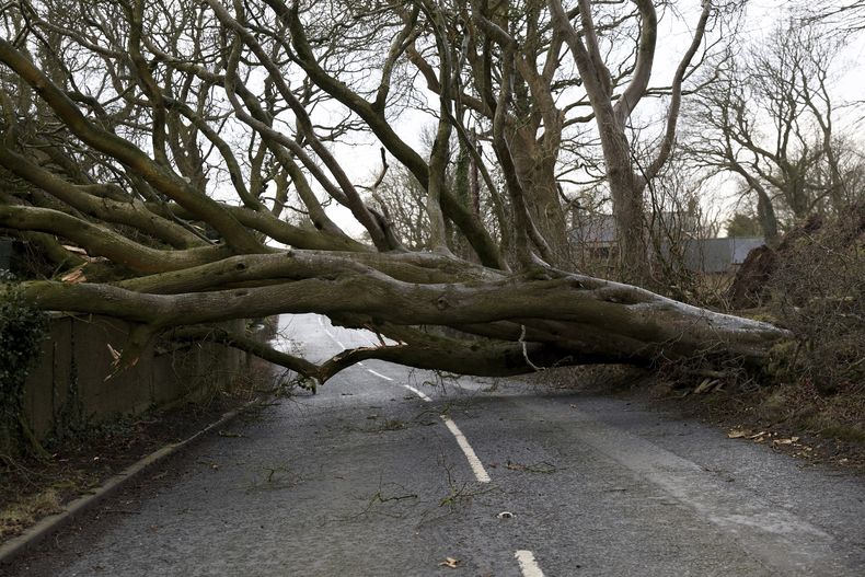Un árbol derribado por los fuertes vientos bloquea una calle durante la tormenta Eowyn cerca de Belfast, en Irlanda del Norte, el viernes 24 de enero de 2025. (AP Foto)
