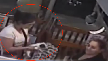 video capta como una familia se robo un chihuahua de una tienda de mascotas de palm beach