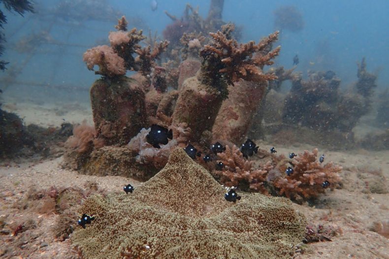 ARCHIVO - Peces nadan junto a un colar en el lecho marino cerca de Shimoni, Kenia, el 13 de junio de 2022. (AP Foto/Brian Inganga, archivo)