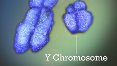 La imagen provista por Institutos Nacionales de Salud de Estados Unidos muestra los cromosomas X e Y. Las mujeres tienen una probabilidad mucho mayor que los hombres de contraer un mal autoinmune como el lupus o la artritis reumatoidea, cuando el sistema inmunitario ataca sus propios tejidos. Nuevas investigaciones parecen contener la solución a un enigma que desconcierta a los científicos. (Jonathan Bailey/NIH via AP)