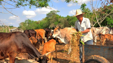 en medio de un fuerte crisis economica y social el regimen cubano autoriza a ganaderos la venta liberada de leche y sus derivados