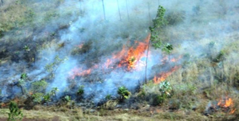 incendio forestal camaguey.jpg