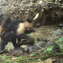Esta foto suministrada por investigadores muestra a una cría de mono aullador sobre la espalda de un mono capuchino macho en la isla de Jicarón, Panamá, en septiembre de 2022. (Brendan Barrett/Instituto Max Planck de Comportamiento Animal vía AP)