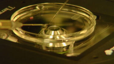 americateve | in vitro.png