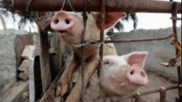 regimen anuncia que escasez de carne de cerdo seguira en los proximos meses en cuba