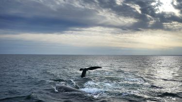 Un par de ballenas francas del Atlántico Norte en la superficie de la Bahía de Cape Cod, el lunes 27 de marzo de 2023, en Massachusetts. (AP Foto/Robert F. Bukaty, NOAA permit # 21371)