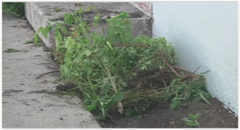 HUERTO EN HIALEAH.PNG