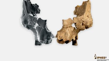 Esta imagen facilitada por el Instituto Catalán de Paleoecología Humana y Evolución Social en marzo de 2025, muestra un fósil del tercio medio facial izquierdo de un homínido, a la derecha, de entre 1,1 y 1,4 millones de años de antigüedad, recuperado del yacimiento de la Sima del Elefante en la Sierra de Atapuerca, Burgos, España, y una simulación en espejo del otro lado. (Maria D. Guillén/IPHES-CERCA, Elena Santos/CENIEH via AP)