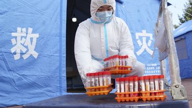china: sacrifican 3 gatos enfermos de covid-19