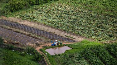comparan las perdidas agricolas causadas por fiona con las del huracan maria