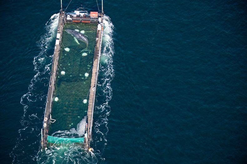 La ballena jorobada rescatada tras quedar varada cerca de Wismar, es transportada hacia el mar del Norte en un carguero, cerca de la frontera con Dinamarca, en Fehmarn, Alemania, el 29 de abril de 2026. (Philip Dulian/dpa via AP)