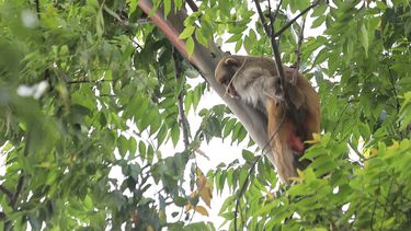 ¿donde esta? el drna continua buscando al mono rhesus de santurce
