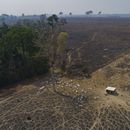 ARCHIVO - En esta fotografía de archivo del 23 de agosto de 2020, ganado pasta sobre tierras quemadas y deforestadas recientemente por ganaderos cerca de Novo Progresso, estado Pará, Brasil. (AP Foto/André Penner, archivo)
