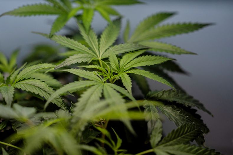 ARCHIVO - Esta fotografía del 23 de abril de 2026 se muestran clones de marihuana a la venta en Santa Ana, California. (AP Foto/Jae C. Hong, archivo)