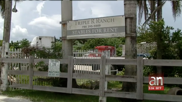 roban tres caballos de un establo en hialeah