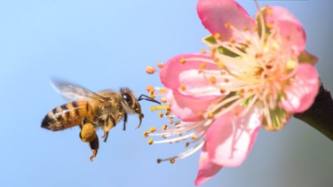 ¿por que seria una catastrofe que desaparecieran las abejas y que puedes hacer tu para evitarlo?