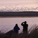 Atlas revela extraordinarias migraciones de aves americanas