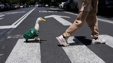 El pato Merlin, con la casaca de la selección de México, sigue a Cristian Gómez al cruzar la calle en la Ciudad de México, el lunes 15 de junio de 2026. (AP Foto/Marco Ugarte)