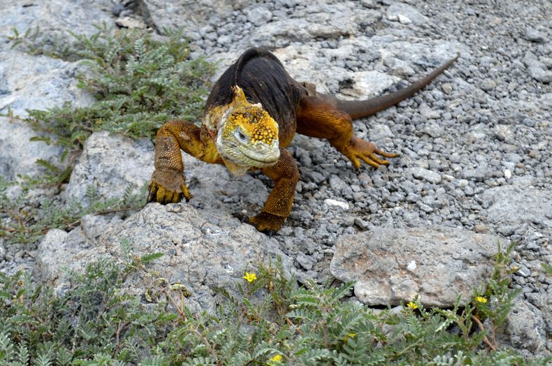 AMS-GEN ECUADOR GALÁPAGOS-IGUANAS