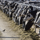 Detectan gripe aviar en vacas lecheras de EE.UU.