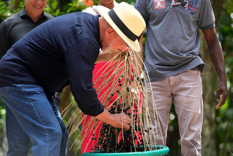 El presidente de Brasil, Luiz Inácio Lula da Silva, cosecha açaí en un asentamiento en Itacoa Miri, Belém, el lunes 3 de noviembre de 2025, antes de la Cumbre del Clima de la ONU COP30. (AP Foto/Eraldo Peres)