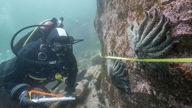 Foto suministrada por el Instituto Hakai que muestra a la científica Alyssa Gehman con estrellas de mar en la costa de la Columbia Británica, Canadá, en 2023. (Bennett Whitnell/ Instituto Hakai via AP)