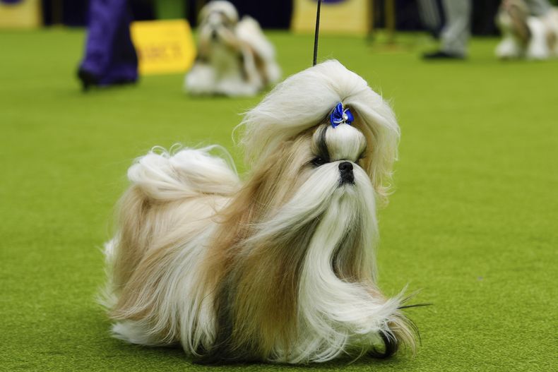 ARCHIVO — Comet, un Shih Tzu, compite en la evaluación del grupo de raza en la 148a exhibición canina del Westminster Kennel Club, el 13 de mayo de 2024, en el Centro Nacional de Tenis Billie Jean King de la USTA en Nueva York. (Foto AP/Julia Nikhinson, archivo)