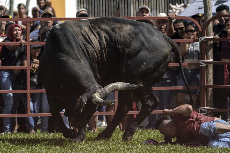 Un hombre cae al piso tras provocar a un toro durante un festival en honor de la Virgen de la Candelaria, el jueves 1 de febrero de 2024, en Tlacotalpan, estado de Veracruz, México. (AP Foto/Félix Márquez)