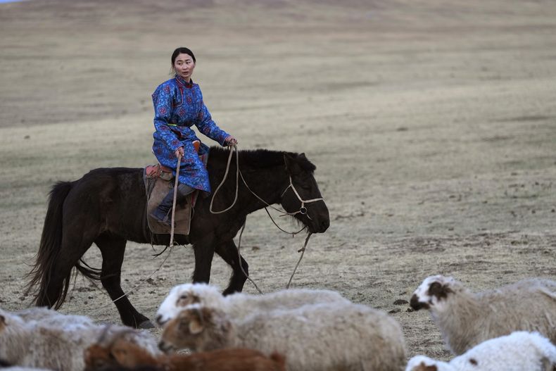 Nurmaa, esposa del pastor Agvaantogtokh, pastorea sus ovejas en la región Munkh-Khaan del distrito Sukhbaatar, el sábado 13 de mayo de 2023, en el sureste de Mongolia. (AP Foto/Manish Swarup)