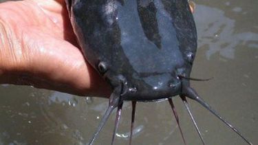 americateve | La ausencia del  pescado en la mesa del cubano es ya habitual, y cuando aparece generalmente es esta especie, incluida dentro de las cien más dañinas del mundo por su capacidad de depredar totalmente el área de su hábitat.