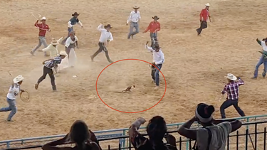multas de 3.000 y 1.500 pesos: el castigo para los cubanos que maltrataron a un gato en un rodeo
